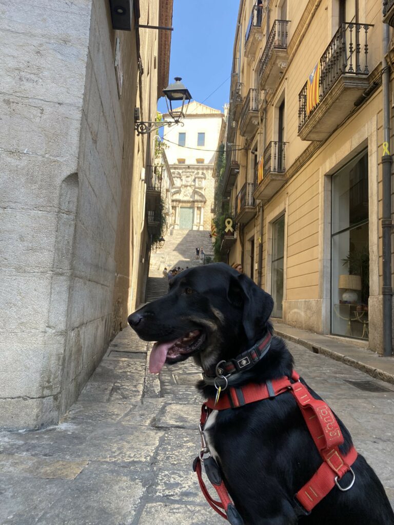 girona dog friendly