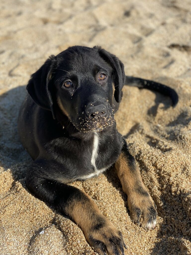 playas dog friendly