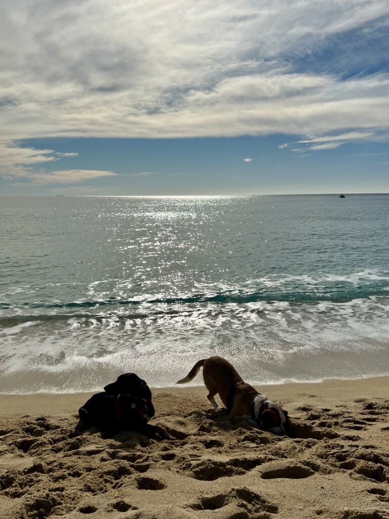 playas dog friendly