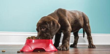 distintos tipos de comida para perros