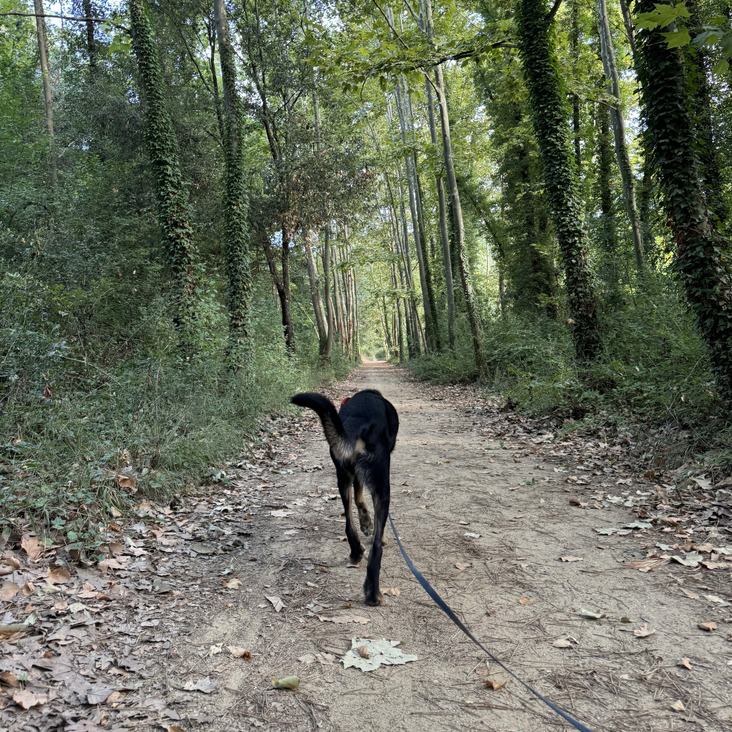 Rutas de Senderismo dog friendly
