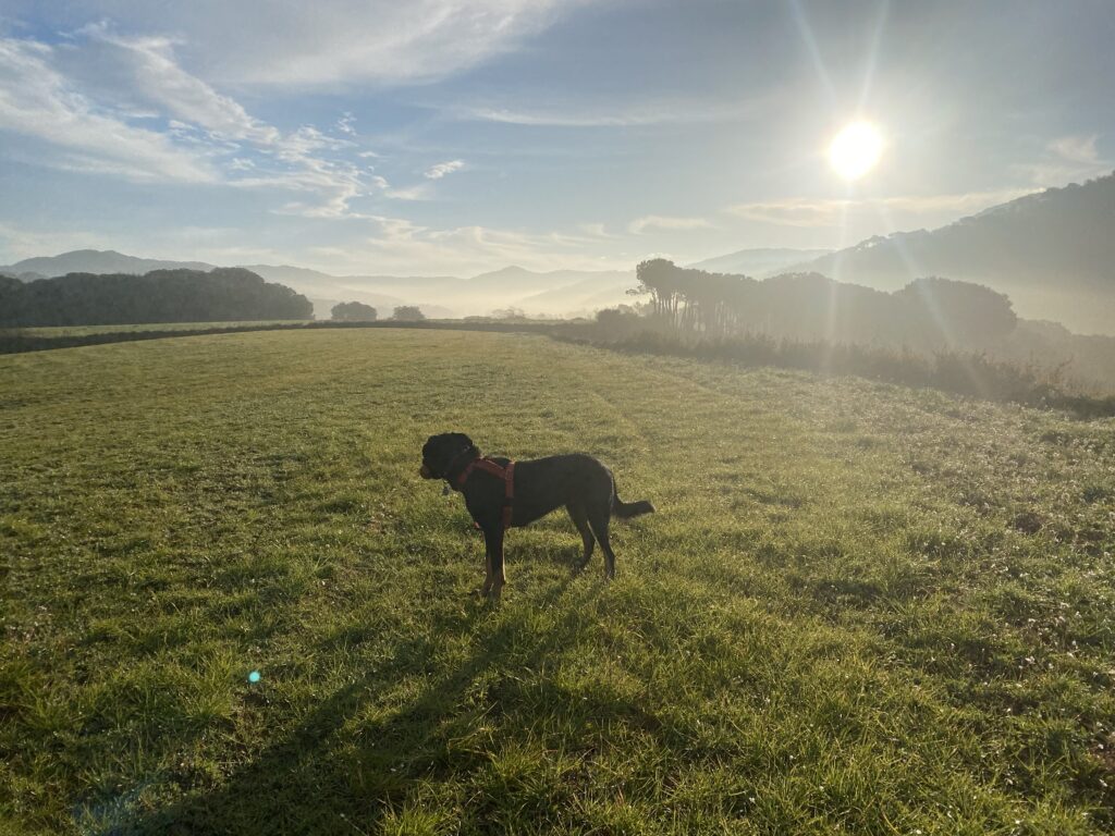 Draco contemplando un valle de Cataluña al amanecer