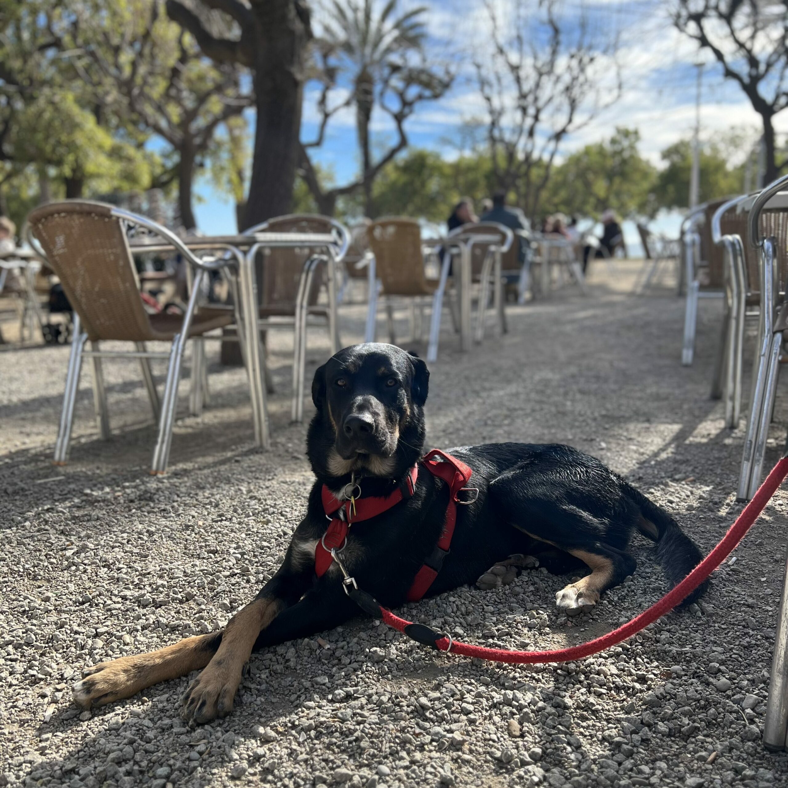 Restaurantes dog friendly